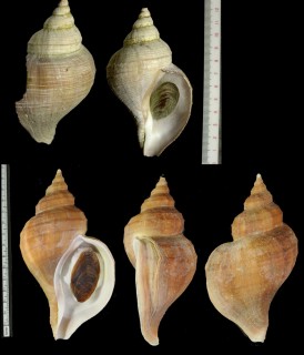 クリイロエゾボラ 栗色蝦夷法螺 Neptunea lamellosa small