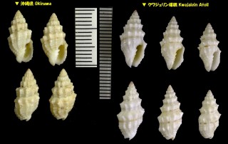 トゲハマヅト 棘浜苞 Vexillum cadaverosum small
