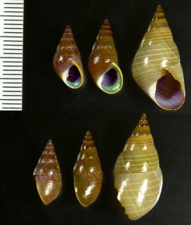 ケルプチグサ Phasianotrochus eximius small