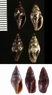 カムロガイモドキ Pusia patulum small