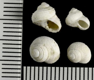 ワニカワザンショウ 鰐皮山椒 Homalopoma granuliferum small