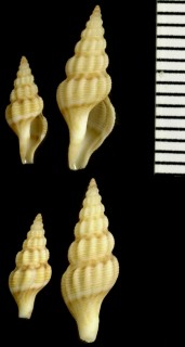 ヤセフデシャジク Pleurotomoides gracilis small