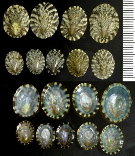 クサイロアオガイ Notoacmea fuscoviridis small