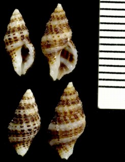 トゲナシツブリの仲間 Muricopsis fusiformis punctata small
