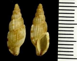バイアヒモカケシリキレボラ Tritonoharpa leali small