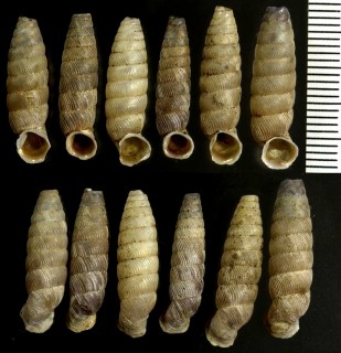 パイプガイの一種 Gongylostoma irrorata small