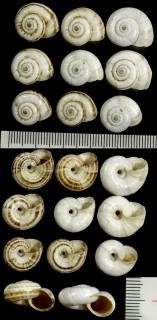 デルベントマイマイ (仮称) Xeropicta derbentina small