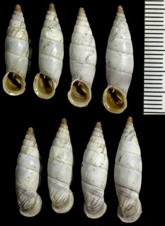 プロキシマギセルの亜種 Medora proxima remota small