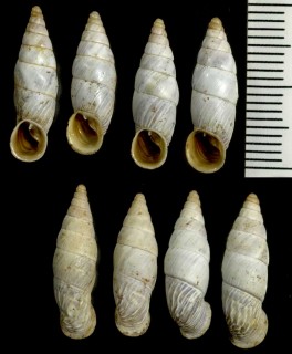 ダルマチアキセルの一種 Medora contracta seriola small