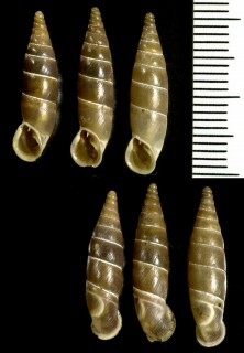 デリマギセルの仲間02 Delima pfeifferi small