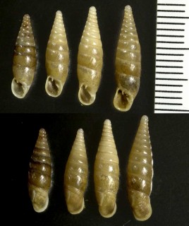 デリマギセルの仲間03 Delima piceata small