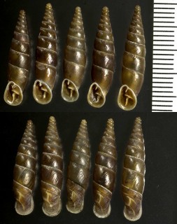 チーグラーギセルの亜種04 Herilla ziegleri accedens small