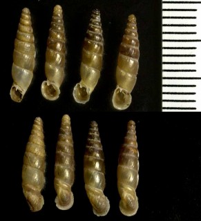 モンテネグロギセル Montenegrina fuchsi small