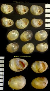 コハクカノコ Neritilia rubida small