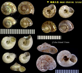 ヒカリシタダミ Microgaza fulgens small