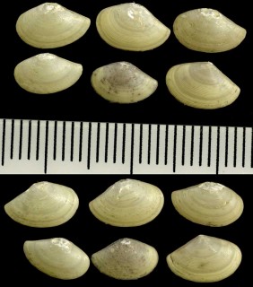 シワロウバイの仲間 Nuculana cellulita small