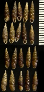 オオトカラノミギセル Metazaptyx daemonorum saccatibasis small