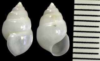 ガンガゼヤドリニナ Echineulima robusta small