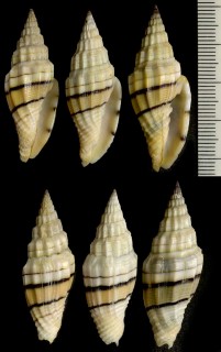 ミノムシガイ 蓑虫貝 Vexillum balteolatum small
