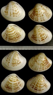 カリブイナズマハマグリ Pitar fulminatus small