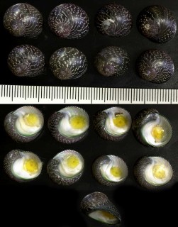 オオクロヅケ Monodonta perplexa boninensis small