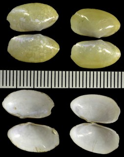 オオスミゾメソデ Malletia pacifica small