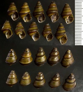 クレオパトラガイ Cleopatra johnstoni small