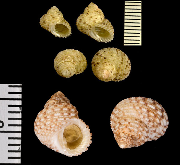 オオサンショウガイモドキ Herpetopoma aspersa small