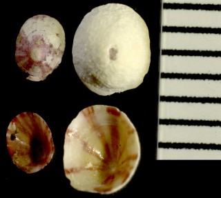 エゾノハナガサ Erginus sybaritica small