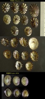 コモレビコガモガイ Lottia tenuisculpta small