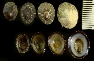オボロヅキコガモガイ Lottia lindbergi small