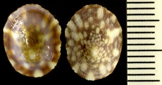 ベッコウシロガイ Tectura emydia small