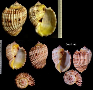 ミサカエショクコウラ Harpa costata small