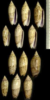 サナギマクラ 蛹枕 Oliva multiplicata small