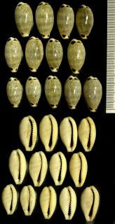 ヨツメダカラ Eclogavena quadrimaculata small