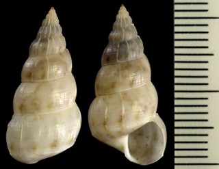 ハスノミイトカケ Kurodacirsa lotus small