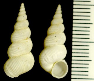 キヌイトカケ Amaea immaculata small