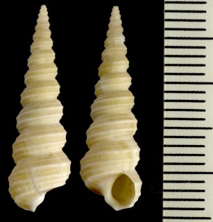 キリイトカケ Eglisia tricarinata small
