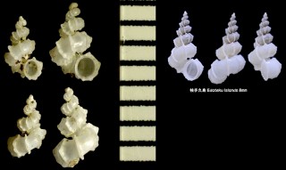 クルイイトカケ Cycloscala hyalina small