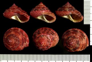 ニシキウズガイ類　紅海 Trochus wilsi small