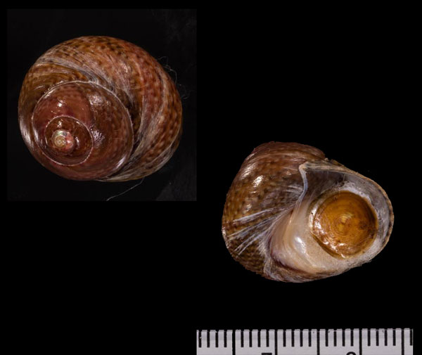 ニシナンアメクラ (仮称) Oxystele impervia small