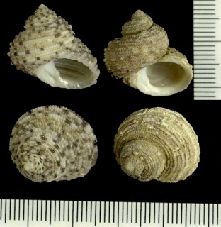 アラスジサンショウモドキ Euchelus asper small