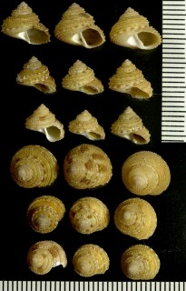 ウォルトンナツモモ 仮称 Clanculus waltonae small