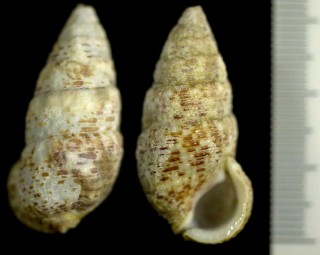 クワノミカニモリ Clypeomorus petrosa chemnitziana small