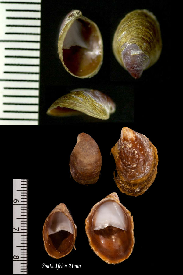 チビネコゼフネガイ Crepidula porcellana small