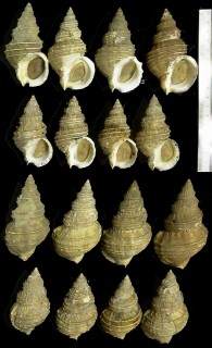 ヒモマキバイ 紐巻バイ Buccinum inclytum small