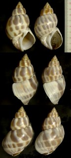 オオヘソアキバイ Babylonia perforata small