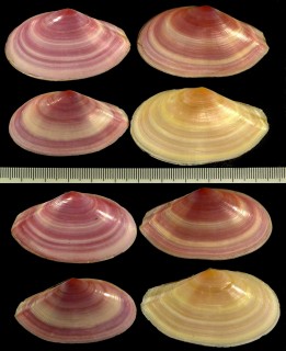 バラノハナガイ Tellina albinella small