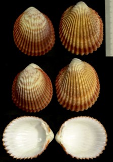 リーブザルガイ Trachycardium reeveanum small