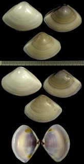 ミナミアリソガイ Mactra contraria small